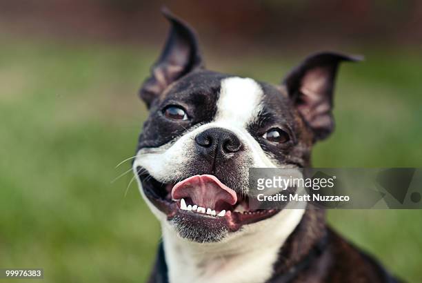 smiling dog - boston terrier photos et images de collection