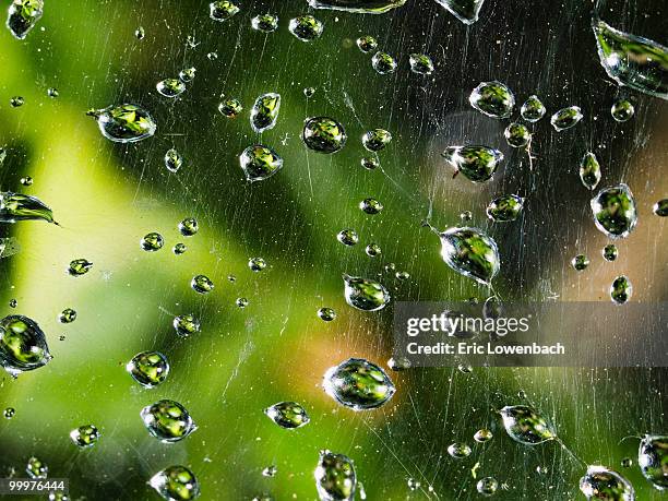 raindrops - lowenbach - fotografias e filmes do acervo