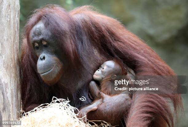 Dpatop - The orangutan lady Hsiao-Ning can be seen with her seven week old baby at the zoo in Rostock, Germany, 8 September 2017. The female baby...