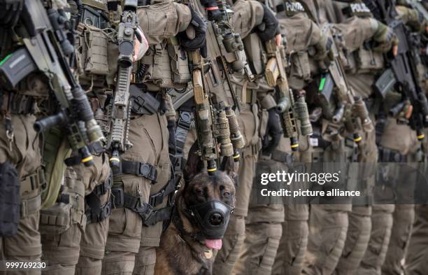 The police dog "Whiskey" stretches briefly during a drill of the elite police commando SEK in Frankfurt am Main, Germany, 8 September 2017. The dog...