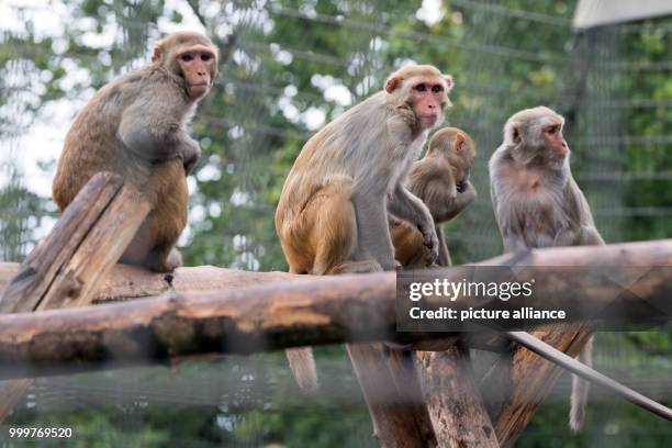 Rhesus monkeys can be seen at the German Primate Centre in Goettingen, Germany, 7 September 2017. The German Primate Centre, Leibniz Institute for...