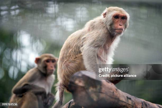 Rhesus monkeys can be seen at the German Primate Centre in Goettingen, Germany, 7 September 2017. The German Primate Centre, Leibniz Institute for...