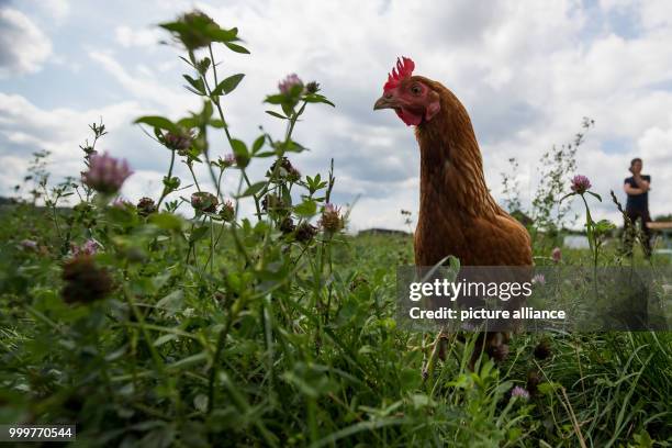 Chicken walks on range land of poultry keeper Engewald in Oberaspach, Germany, 16 August 2017. 31-year-old keeps about 400 chicken on open range...