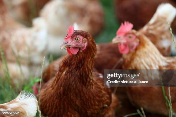 Chicken walk on range land of poultry keeper Engewald in Oberaspach, Germany, 16 August 2017. 31-year-old keeps about 400 chicken on open range land....