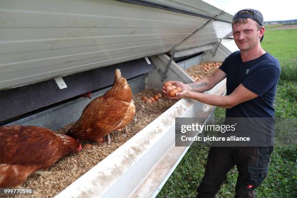 Poultry keeper Max Engewald stands at a mobile hen house on his range land in Oberaspach, Germany, 16 August 2017. 31-year-old keeps about 400...