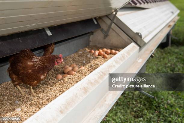 Chicken walks into a mobile hen house on range land of poultry keeper Engewald in Oberaspach, Germany, 16 August 2017. 31-year-old keeps about 400...