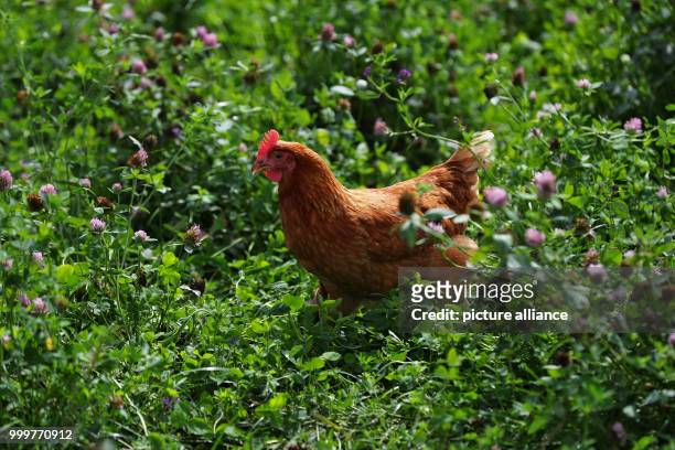 Chicken walks on range land of poultry keeper Engewald in Oberaspach, Germany, 16 August 2017. 31-year-old keeps about 400 chicken on open range...
