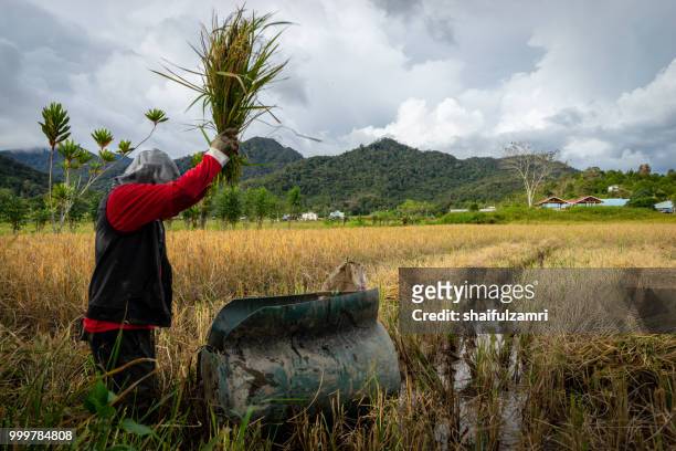 view of farmers at paddy field during harvest season in bario, sarawak - a well known place as one of the major organic rice supplier in malaysia. - shaifulzamri stockfoto's en -beelden