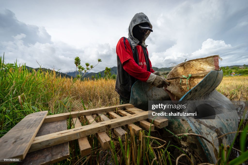 View of farmers at paddy field during harvest season in Bario, Sarawak - a well known place as one of the major organic rice supplier in Malaysia.