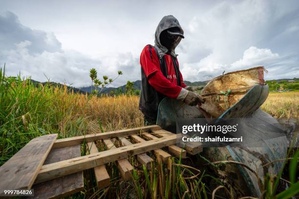 view of farmers at paddy field during harvest season in bario, sarawak - a well known place as one of the major organic rice supplier in malaysia. - shaifulzamri stock pictures, royalty-free photos & images