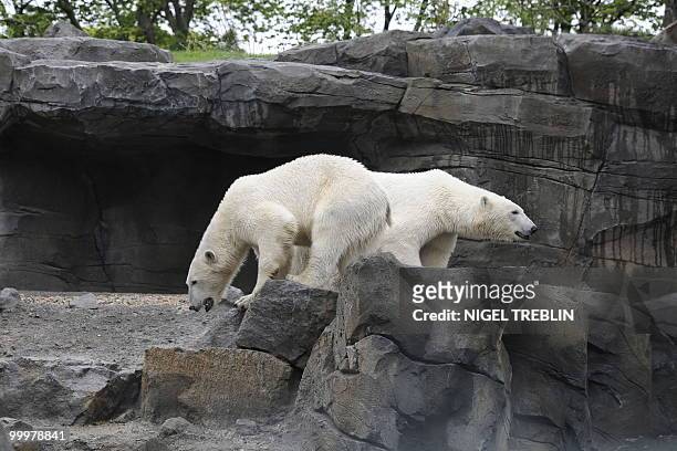 Two polar bears walk through their new enclosure at the zoo in Hanover on May 19, 2010. The zoo inaugurates its new theme world "Yukon Bay", which is...