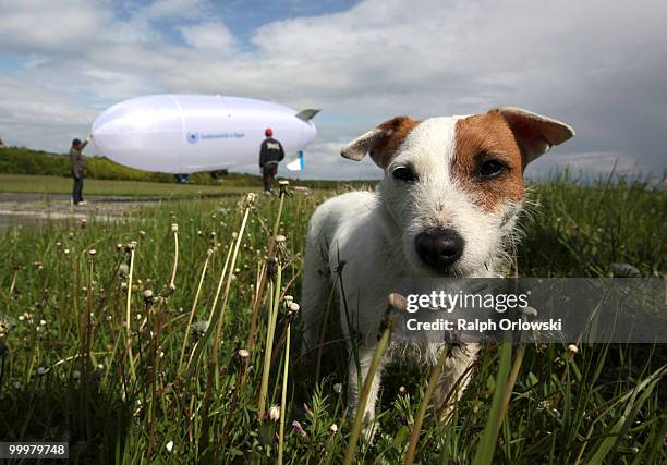 Dog stands in front of an air robot zeppelin of the distance university of Hagen during a trial at the German army base on May 18, 2010 in...