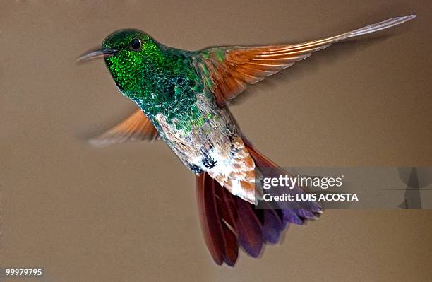 Hummingbird flies over a garden in Mexico City, on May 18, 2010. Hummingbirds are known for their ability to hover in mid-air by rapidly flapping...