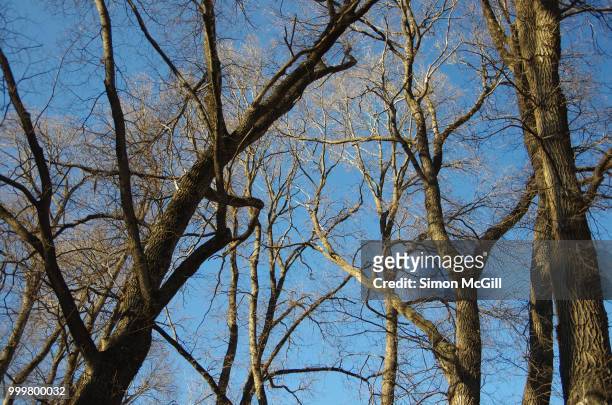 bare tree branches against a clear blue sky in winter - オーストラリア首都特別地域 ストックフォトと画像