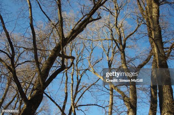 bare tree branches against a clear blue sky in winter - australian capital territory stock pictures, royalty-free photos & images