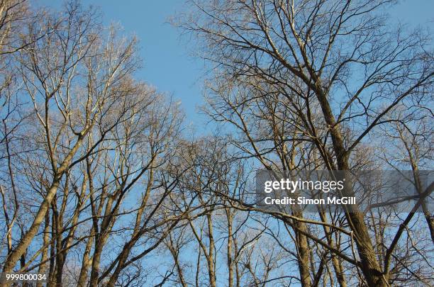 bare tree branches against a clear blue sky in winter - australian capital territory stock pictures, royalty-free photos & images