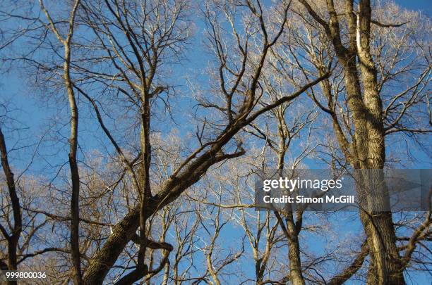 bare tree branches against a clear blue sky in winter - australian capital territory 個照片及圖片檔