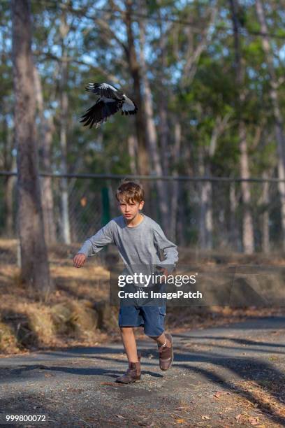 young boy is chased by flying bird on lifestyle property - white crow stock pictures, royalty-free photos & images
