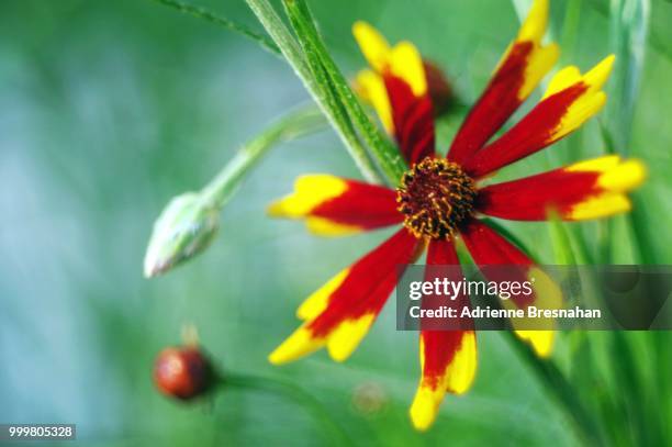 fiery red and yellow flower - adrienne stock pictures, royalty-free photos & images