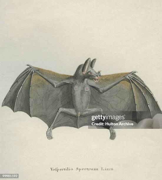 Spectre Bat 16 Spectral Bat Stock Photos, High-Res Pictures, and Images - Getty Images