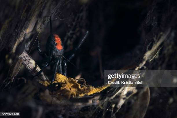 wild redback spider (latrodectus hasselti) in dark recess in suburban back garden, australia. - redback spider stock pictures, royalty-free photos & images
