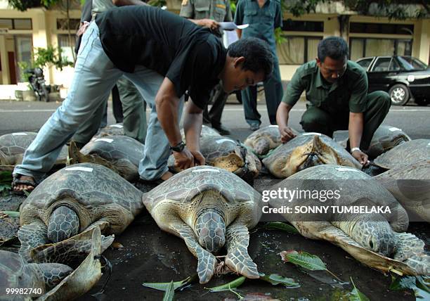 Bali's wildlife personnel from the Nature Resources and Conservation agency handle rare green turtles at Bali's police headquarters in Denpasar on...