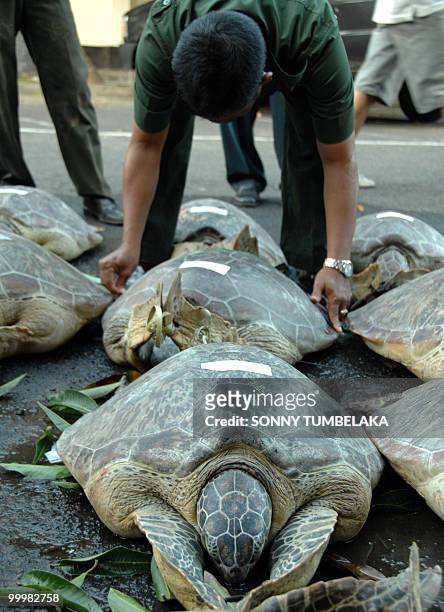 Bali's wildlife personnel from the Nature Resources and Conservation agency handle rare green turtles at Bali's police headquarters in Denpasar on...