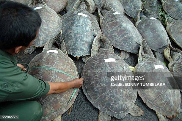 Bali's wildlife personnel from the Nature Resources and Conservation agency handle rare green turtles at Bali's police headquarters in Denpasar on...