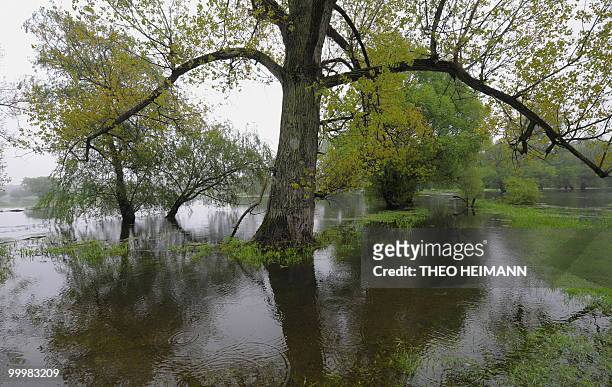 The floodplains at the banks of the River Oder can be seen on the German-Polish border on May 19, 2010. The death toll from floods that have hit...