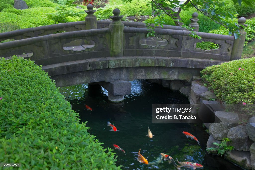 Stone Bridge and Koi Carp in Temple Garden at Senso-ji in the Old Asakusa District of Tokyo, Japan
