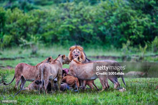 野生非洲獅吃新殺的水牛 - 1001slide 個照片及圖片檔