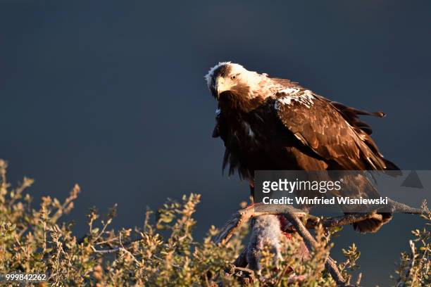 spanish imperial eagle (aquila adalberti) - kaninchen stock pictures, royalty-free photos & images