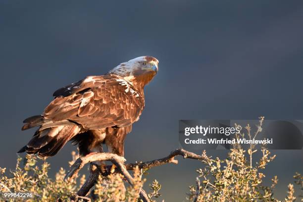 spanish imperial eagle (aquila adalberti) - raubvogel photos et images de collection