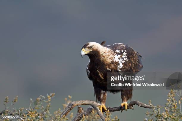 spanish imperial eagle (aquila adalberti) - vogel stock pictures, royalty-free photos & images