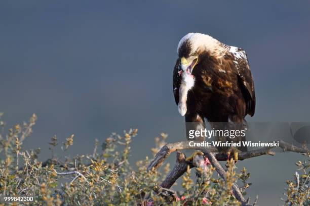 spanish imperial eagle (aquila adalberti) - raubvogel photos et images de collection