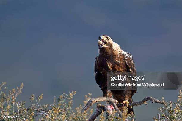 spanish imperial eagle (aquila adalberti) - raubvogel photos et images de collection