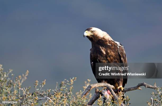 spanish imperial eagle (aquila adalberti) - kaninchen stock pictures, royalty-free photos & images