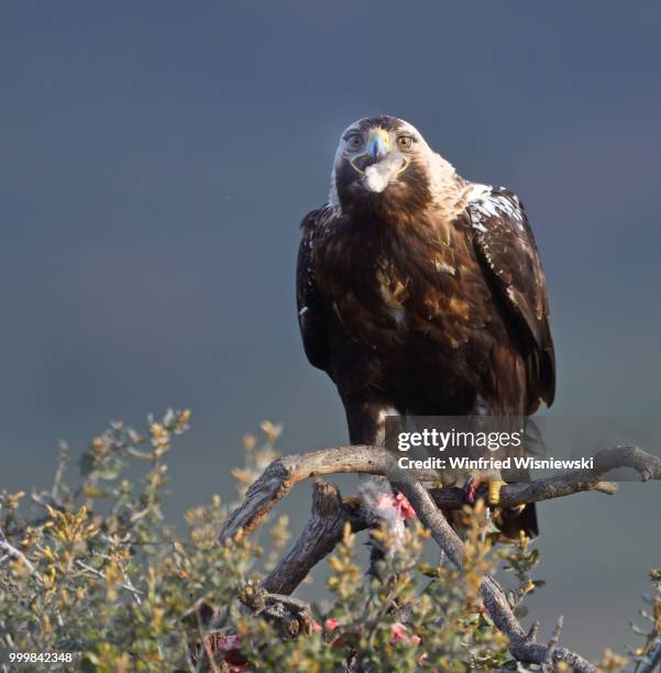 spanish imperial eagle (aquila adalberti) - kaninchen stock pictures, royalty-free photos & images