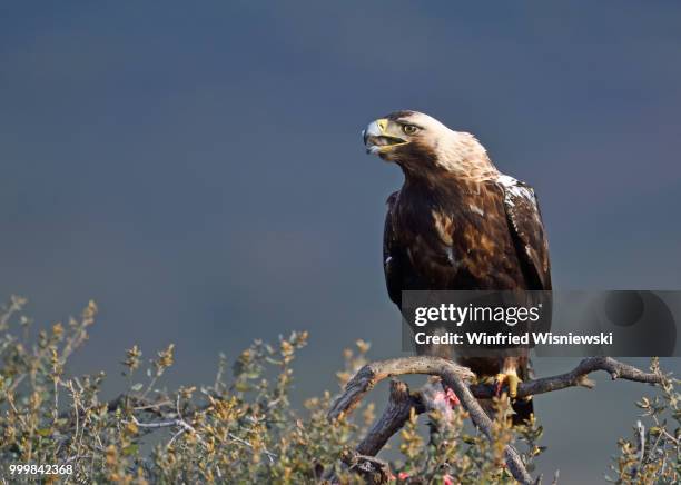 spanish imperial eagle (aquila adalberti) - vogel stock pictures, royalty-free photos & images