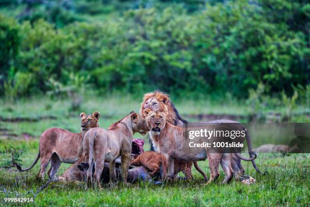 wilde afrikaanse leeuwen eten een vers gedode buffalo - animal internal organ stockfoto's en -beelden