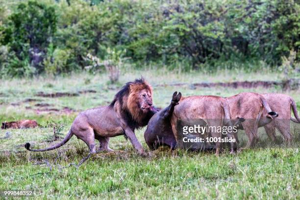 wild african lions eating a freshly killed buffalo - 1001slide stock pictures, royalty-free photos & images