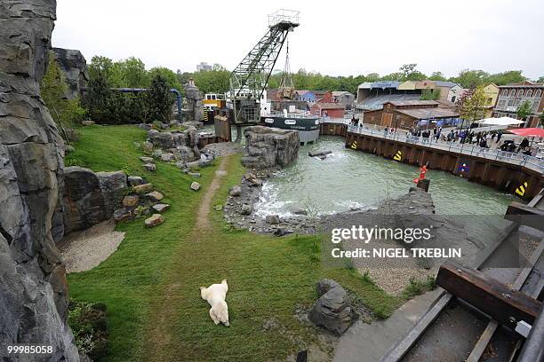 Polar bear lays in his new enclosure at the zoo in Hanover on May 19, 2010. The zoo inaugurates its new theme world "Yukon Bay", which is one of...