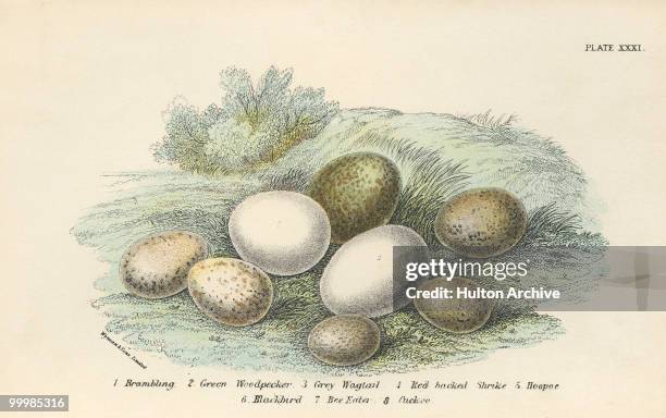 Cluster of birds' eggs, circa 1800. They belong to the brambling, the green woodpecker, the grey wagtail, the red-backed shrike, the hoopoe,...