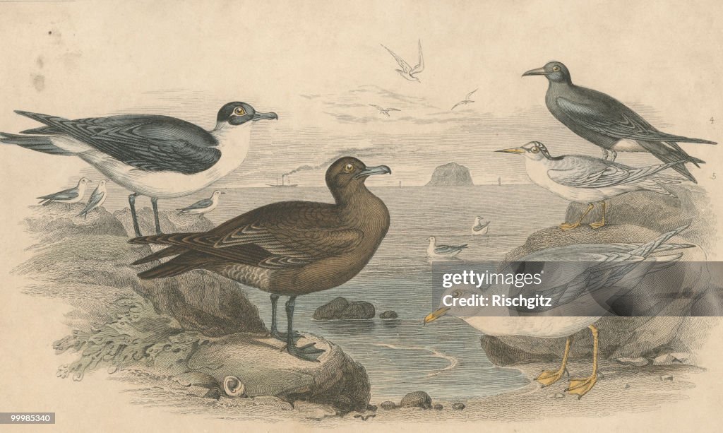 Litoral Birds