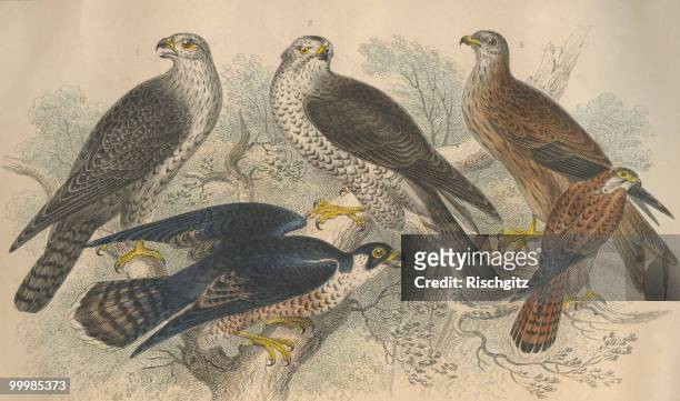 Five birds of prey, circa 1800. From left to right, a gyrfalcon, a peregrine falcon, a goshawk, a kite or glead, and a female kestrel. An engraving...