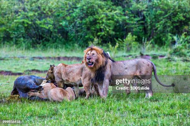 wild african lions eating a freshly killed buffalo - sangue de animal imagens e fotografias de stock