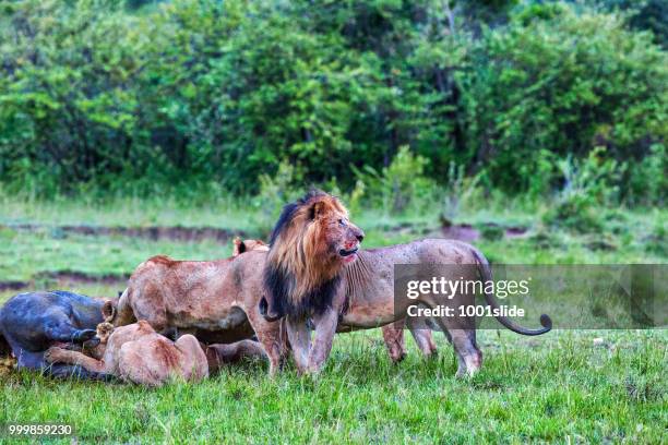 wild african lions eating a freshly killed buffalo - 1001slide stock pictures, royalty-free photos & images