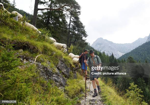 Around 500 mountain sheep leave their summer meadows in Mittenwald, Germany, 9 September 2017. In roughly 30 towns, the animals are driven back from...