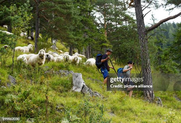 Around 500 mountain sheep leave their summer meadows in Mittenwald, Germany, 9 September 2017. In roughly 30 towns, the animals are driven back from...