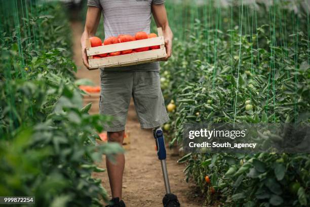 picking tomato in greenhouse - amputee working stock pictures, royalty-free photos & images